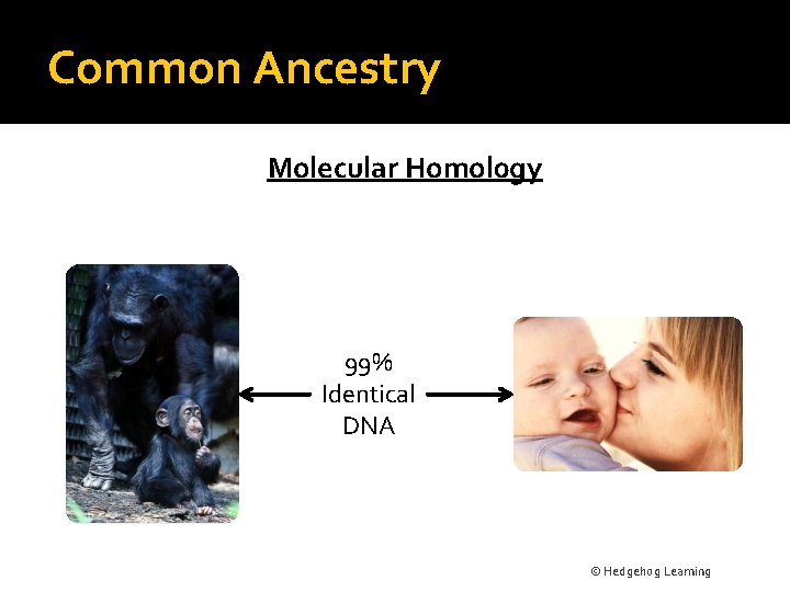 Common Ancestry Molecular Homol 0 gy 99% Identical DNA © Hedgehog Learning 