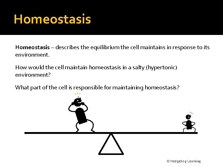 Homeostasis – describes the equilibrium the cell maintains in response to its environment. How