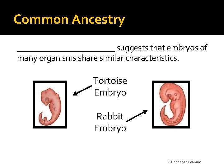 Common Ancestry ____________ suggests that embryos of many organisms share similar characteristics. Tortoise Embryo
