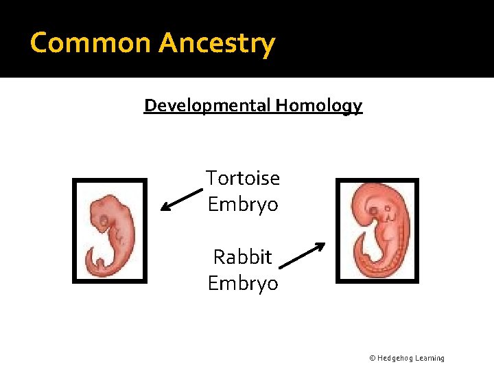 Common Ancestry Developmental Homology Tortoise Embryo Rabbit Embryo © Hedgehog Learning 