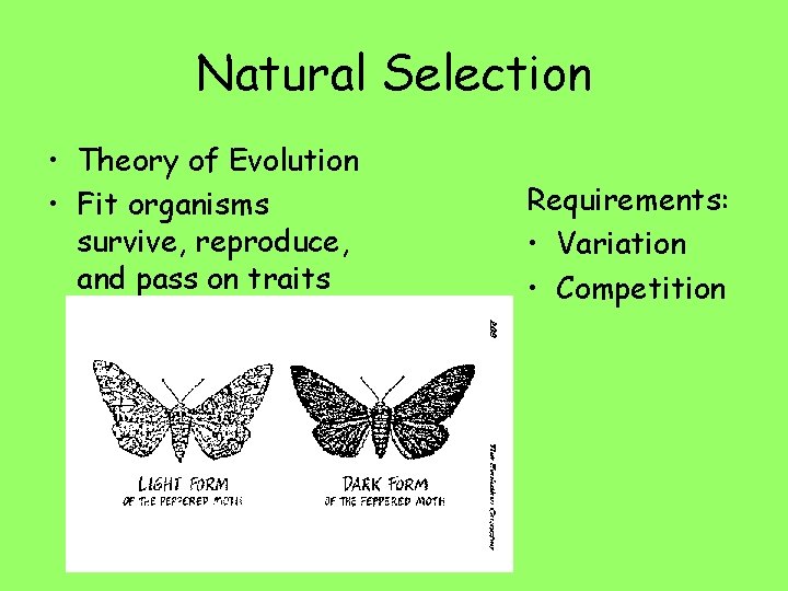Natural Selection • Theory of Evolution • Fit organisms survive, reproduce, and pass on
