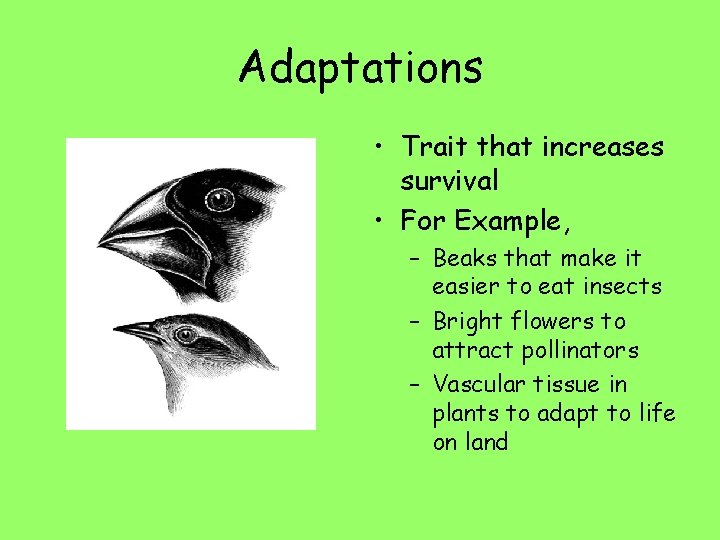 Adaptations • Trait that increases survival • For Example, – Beaks that make it