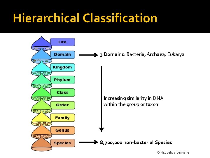 Hierarchical Classification 3 Domains: Bacteria, Archaea, Eukarya Increasing similarity in DNA within the group