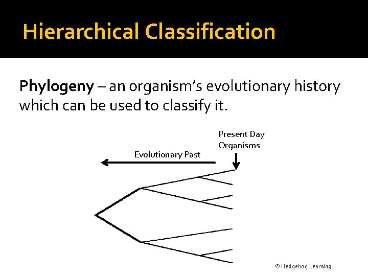 Hierarchical Classification Phylogeny – an organism’s evolutionary history which can be used to classify