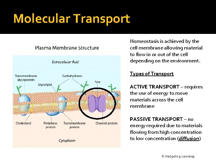 Molecular Transport Homeostasis is achieved by the cell membrane allowing material to flow in