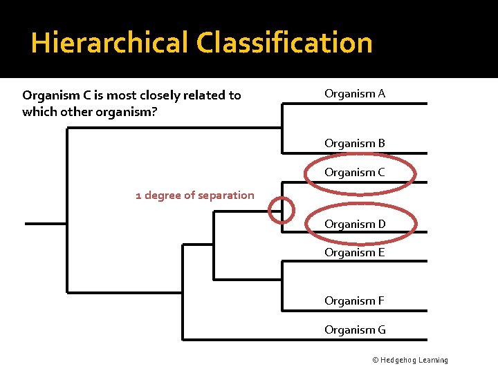 Hierarchical Classification Organism C is most closely related to which other organism? Organism A