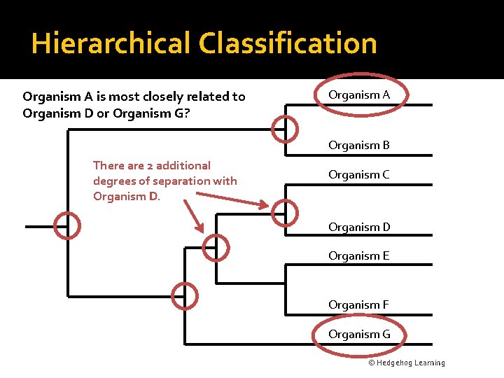 Hierarchical Classification Organism A is most closely related to Organism D or Organism G?