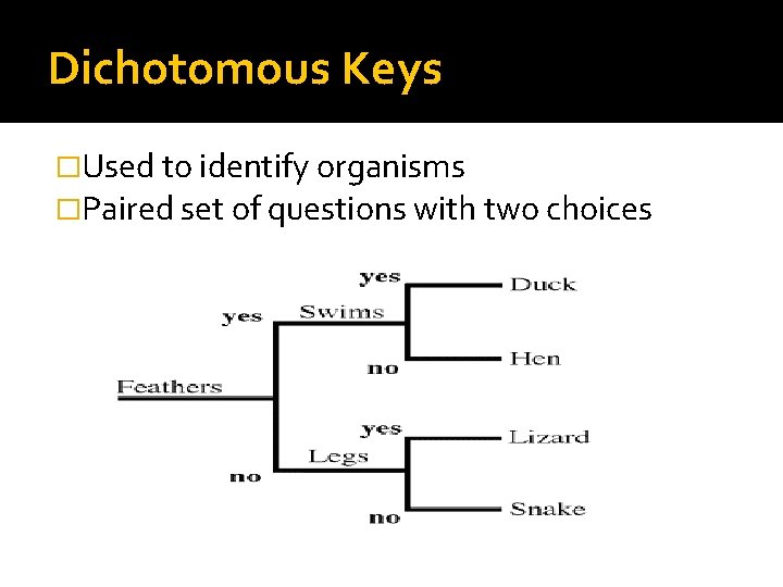 Dichotomous Keys �Used to identify organisms �Paired set of questions with two choices 