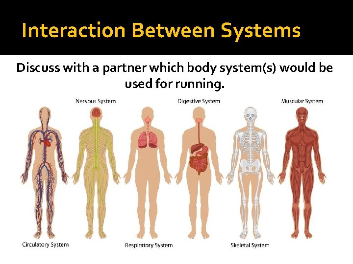 Interaction Between Systems Discuss with a partner which body system(s) would be used for