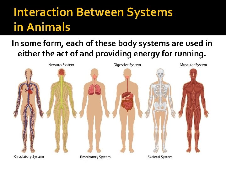 Interaction Between Systems in Animals In some form, each of these body systems are