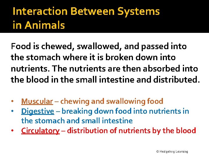 Interaction Between Systems in Animals Food is chewed, swallowed, and passed into the stomach