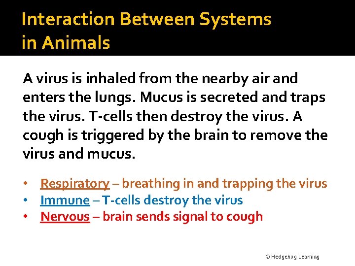 Interaction Between Systems in Animals A virus is inhaled from the nearby air and