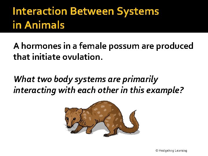 Interaction Between Systems in Animals A hormones in a female possum are produced that