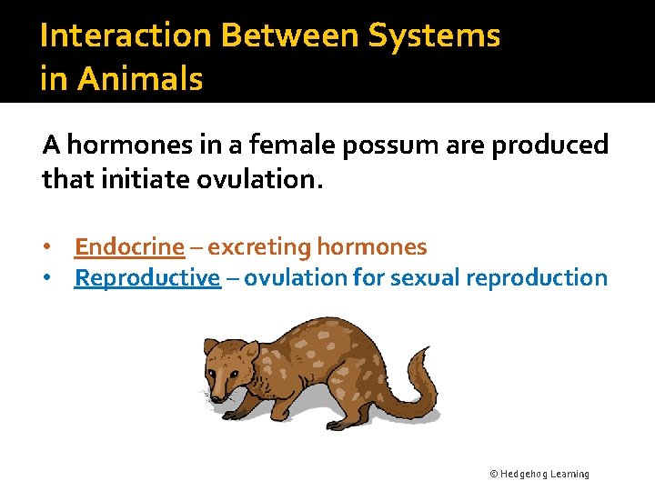 Interaction Between Systems in Animals A hormones in a female possum are produced that