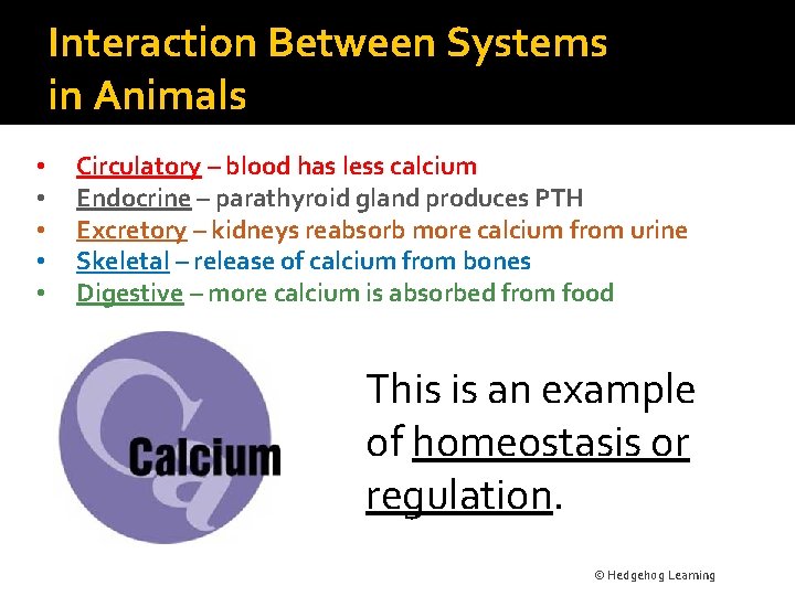 Interaction Between Systems in Animals • • • Circulatory – blood has less calcium