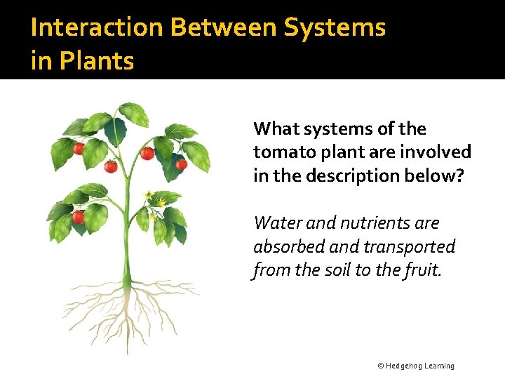 Interaction Between Systems in Plants What systems of the tomato plant are involved in