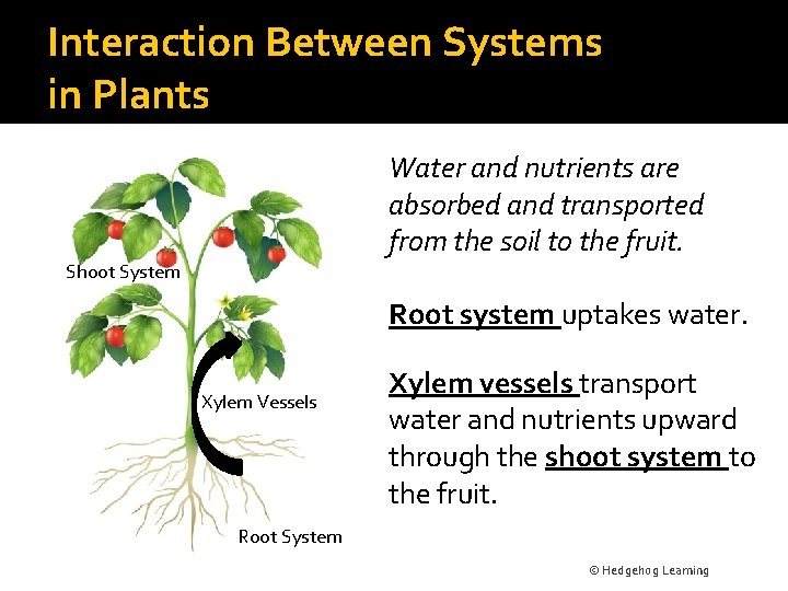 Interaction Between Systems in Plants Water and nutrients are absorbed and transported from the