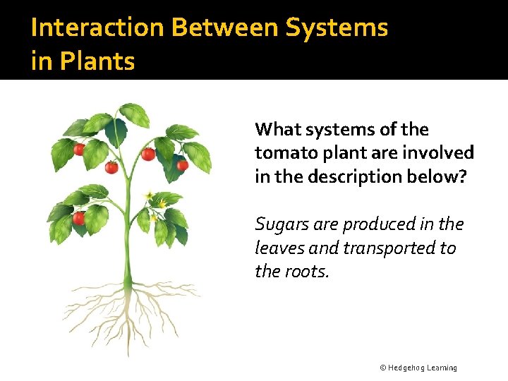 Interaction Between Systems in Plants What systems of the tomato plant are involved in