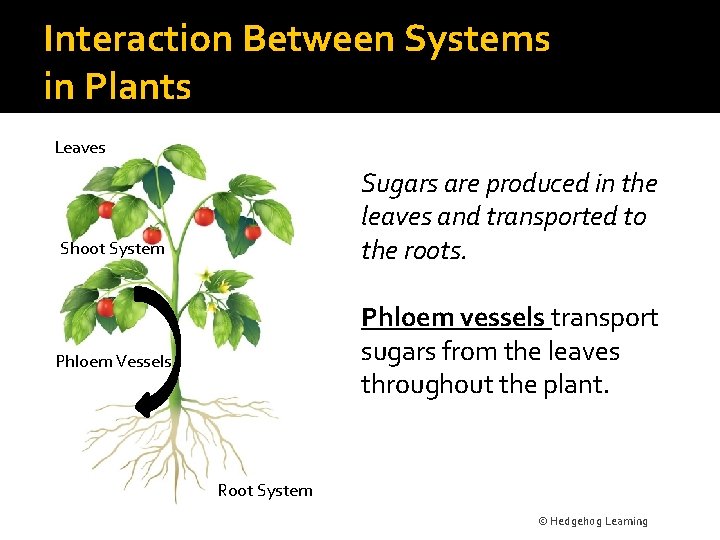 Interaction Between Systems in Plants Leaves Sugars are produced in the leaves and transported