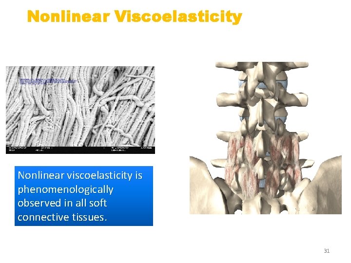 Nonlinear Viscoelasticity Nonlinear viscoelasticity is phenomenologically observed in all soft connective tissues. 31 