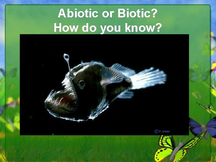 Abiotic or Biotic? How do you know? 