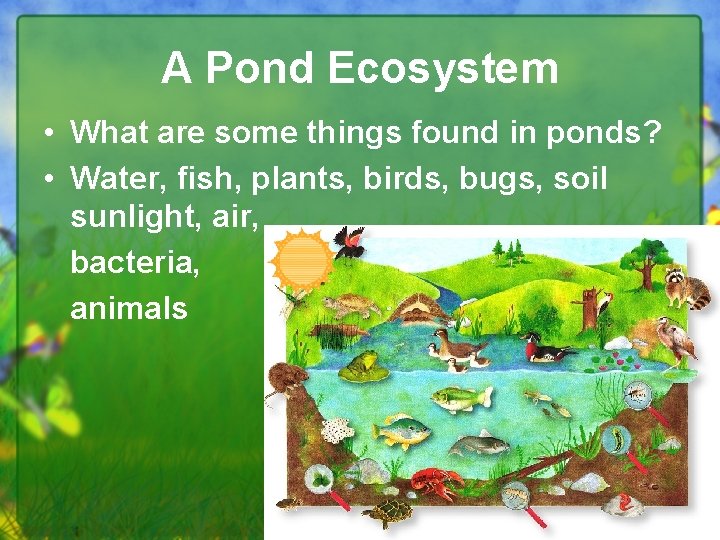 A Pond Ecosystem • What are some things found in ponds? • Water, fish,