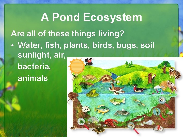 A Pond Ecosystem Are all of these things living? • Water, fish, plants, birds,