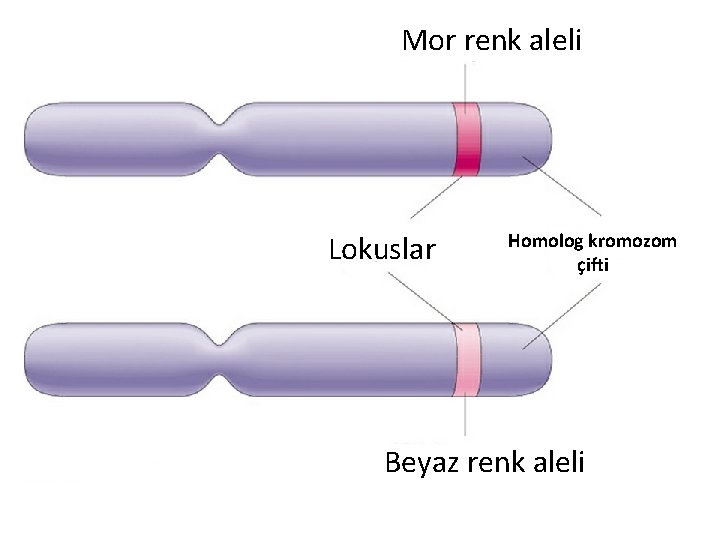 Mor renk aleli Lokuslar Homolog kromozom çifti Beyaz renk aleli 