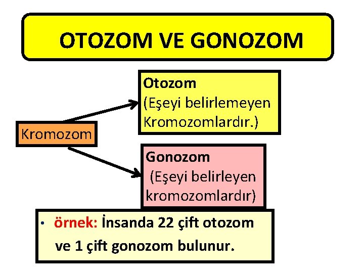 OTOZOM VE GONOZOM Kromozom Otozom (Eşeyi belirlemeyen Kromozomlardır. ) Gonozom (Eşeyi belirleyen kromozomlardır) •