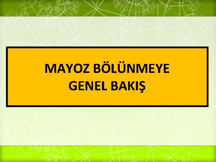 MAYOZ BÖLÜNMEYE GENEL BAKIŞ 