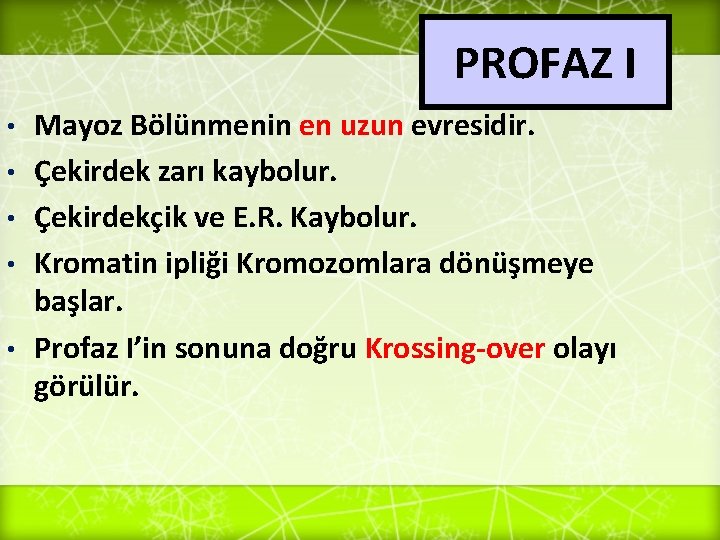 PROFAZ I • • • Mayoz Bölünmenin en uzun evresidir. Çekirdek zarı kaybolur. Çekirdekçik