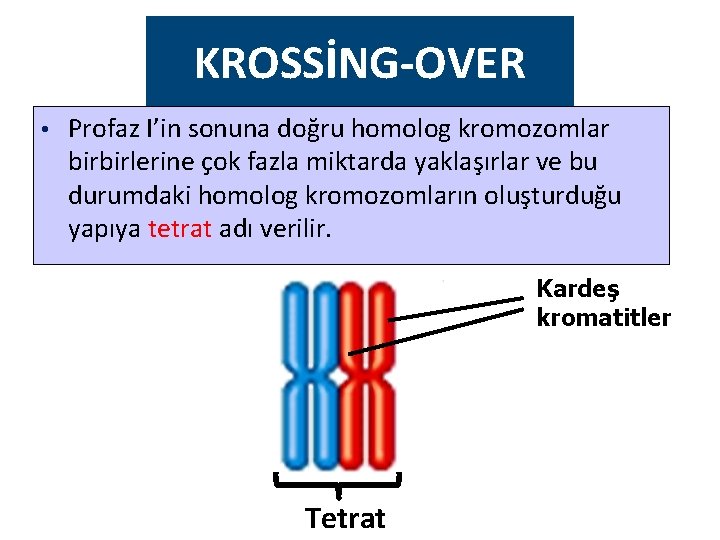 KROSSİNG-OVER • Profaz I’in sonuna doğru homolog kromozomlar birbirlerine çok fazla miktarda yaklaşırlar ve