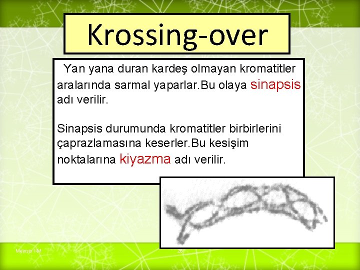 Krossing-over Yan yana duran kardeş olmayan kromatitler aralarında sarmal yaparlar. Bu olaya sinapsis adı