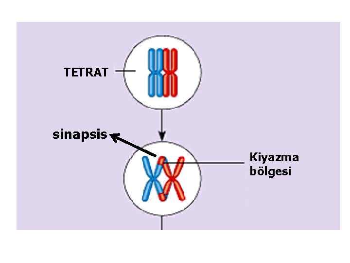 TETRAT sinapsis Kiyazma bölgesi 