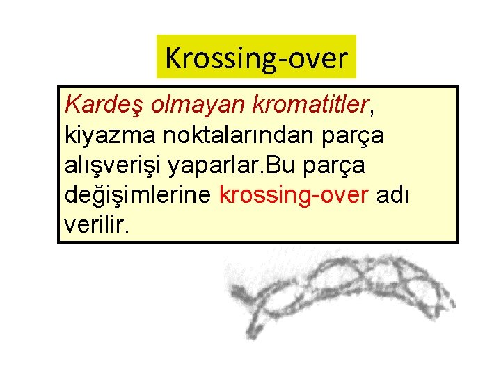 Krossing-over Kardeş olmayan kromatitler, kiyazma noktalarından parça alışverişi yaparlar. Bu parça değişimlerine krossing-over adı