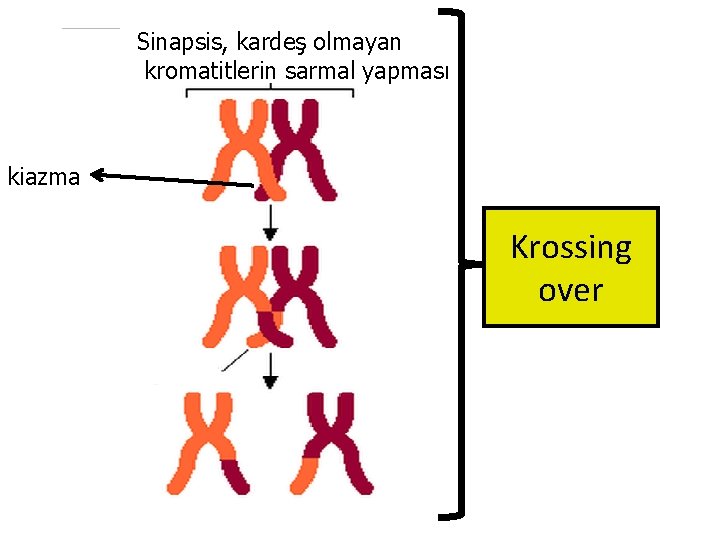 Sinapsis, kardeş olmayan kromatitlerin sarmal yapması kiazma Krossing over 