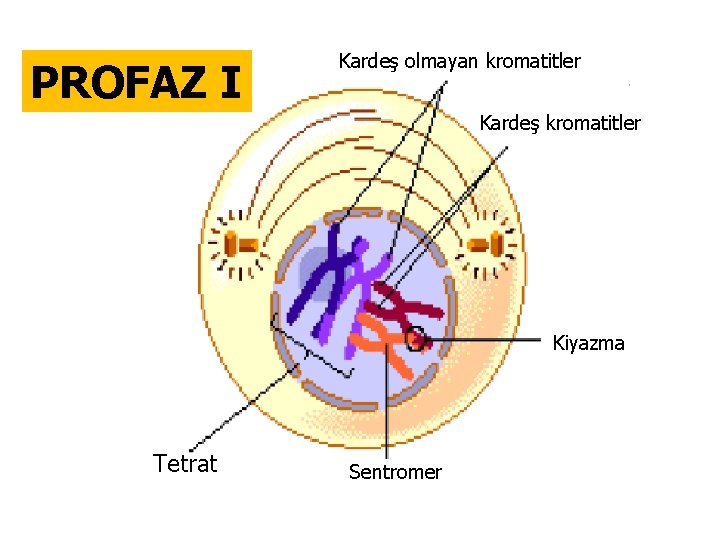 PROFAZ I Kardeş olmayan kromatitler Kardeş kromatitler Kiyazma Tetrat Sentromer 