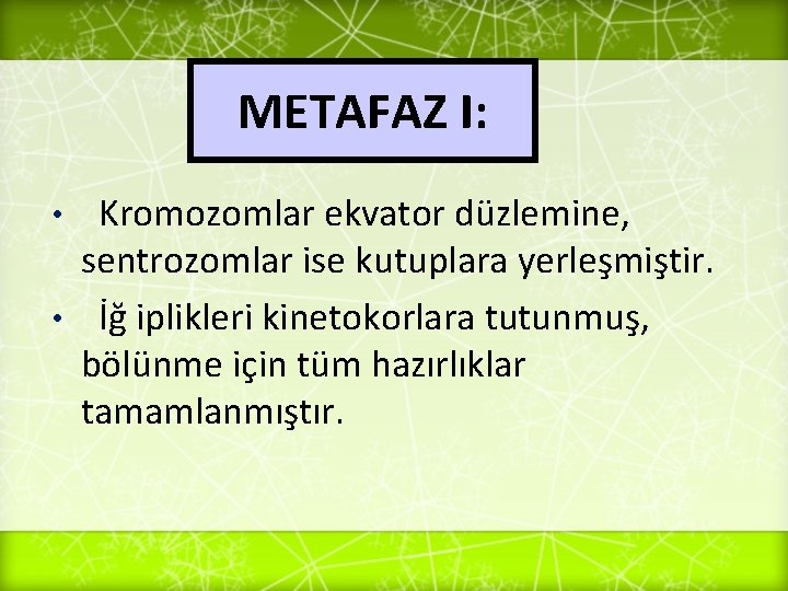 METAFAZ I: Kromozomlar ekvator düzlemine, sentrozomlar ise kutuplara yerleşmiştir. • İğ iplikleri kinetokorlara tutunmuş,