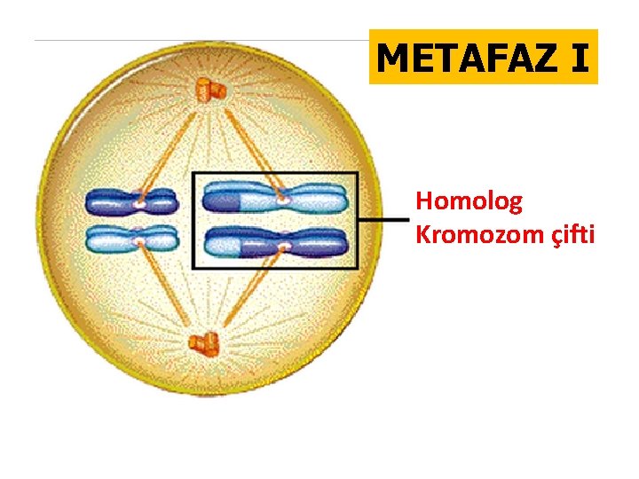 METAFAZ I Homolog Kromozom çifti 
