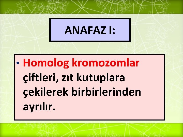 ANAFAZ I: • Homolog kromozomlar çiftleri, zıt kutuplara çekilerek birbirlerinden ayrılır. 