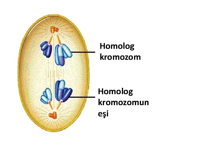 Homolog kromozomun eşi 