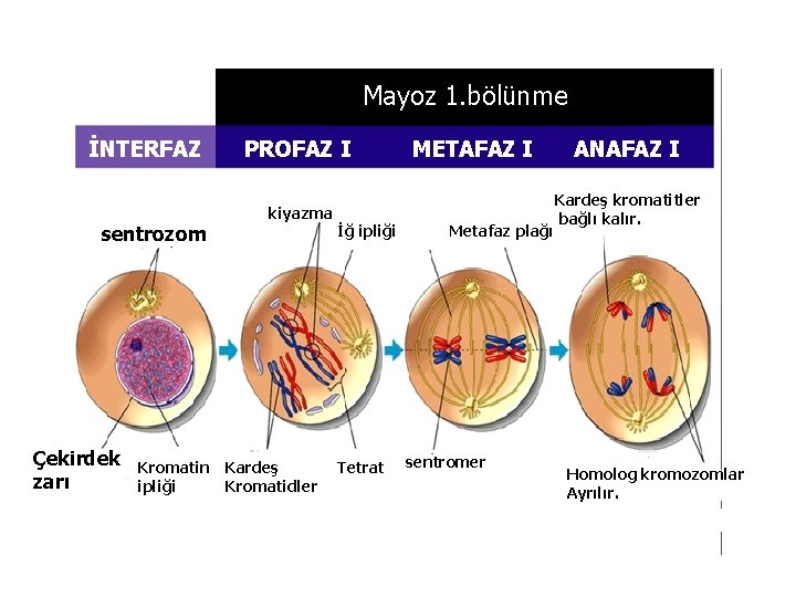 Mayoz 1. bölünme İNTERFAZ sentrozom Çekirdek zarı PROFAZ I kiyazma Kromatin Kardeş ipliği Kromatidler