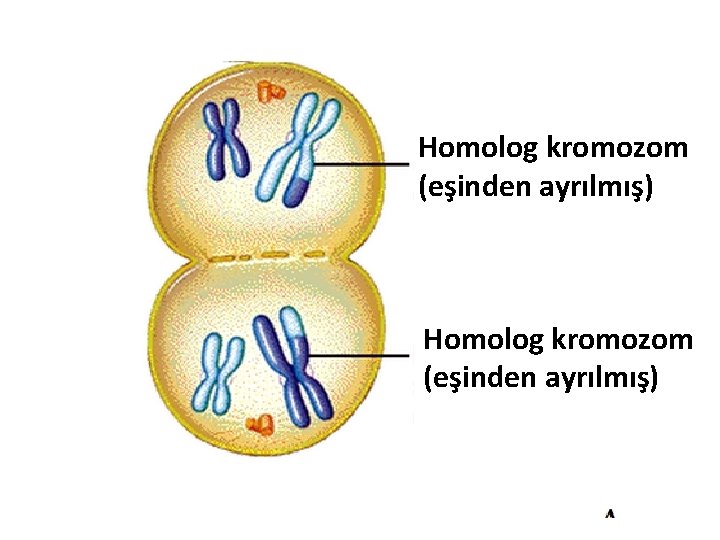 Homolog kromozom (eşinden ayrılmış) 