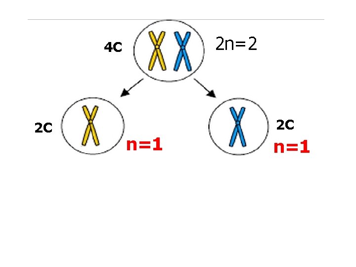 2 n=2 4 C 2 C n=1 n=1 C 