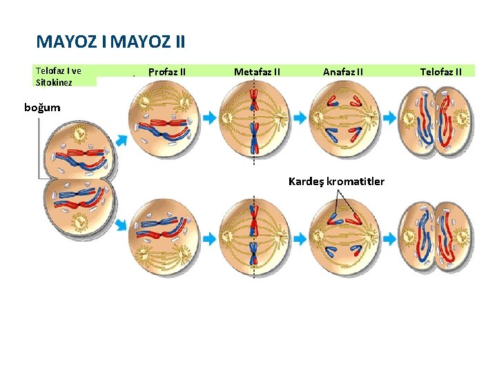 MAYOZ II Telofaz I ve Sitokinez Profaz II Metafaz II Anafaz II boğum Kardeş