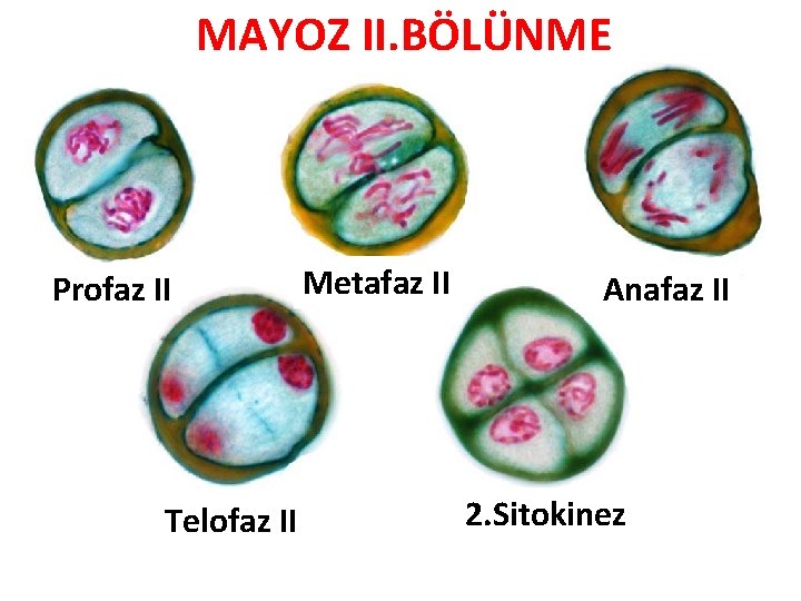 MAYOZ II. BÖLÜNME Profaz II Telofaz II Metafaz II Anafaz II 2. Sitokinez 