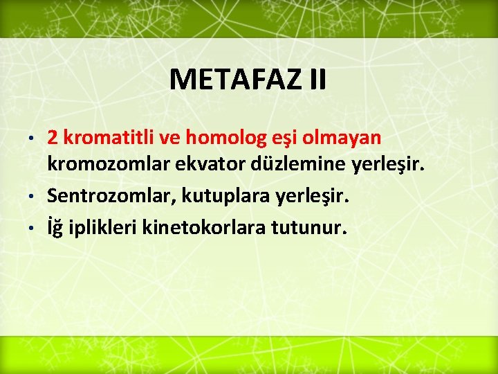 METAFAZ II 2 kromatitli ve homolog eşi olmayan kromozomlar ekvator düzlemine yerleşir. • Sentrozomlar,