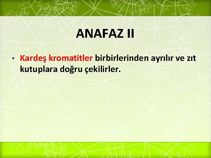 ANAFAZ II • Kardeş kromatitler birbirlerinden ayrılır ve zıt kutuplara doğru çekilirler. 