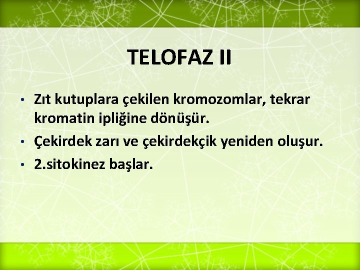 TELOFAZ II Zıt kutuplara çekilen kromozomlar, tekrar kromatin ipliğine dönüşür. • Çekirdek zarı ve