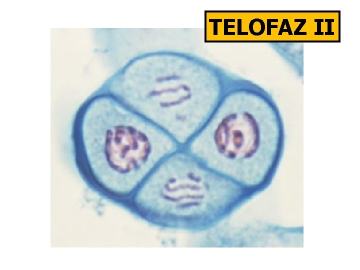 TELOFAZ II 